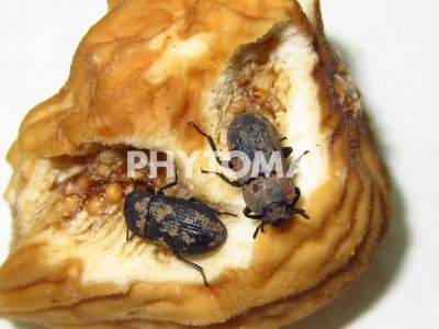 Gonocephalum pusillum